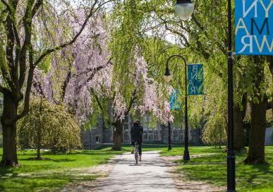 trees lining a path with a bicyclist